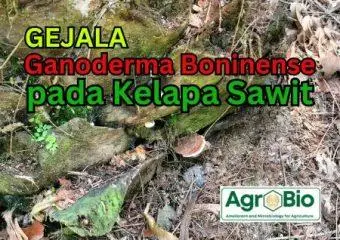 gejala ganoderma pada kelapa sawit