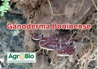 ganoderma boninense penyakit busuk batang
