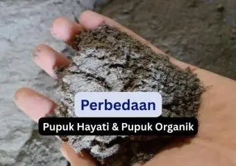 perbedaan pupuk hayati dan pupuk organik