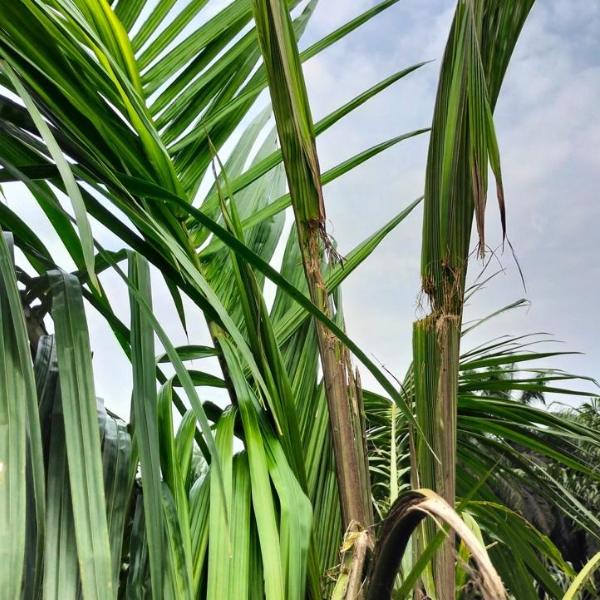 bekas gigitan oryctes pada sawit tbm