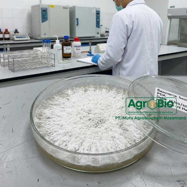 jamur beauveria bassiana