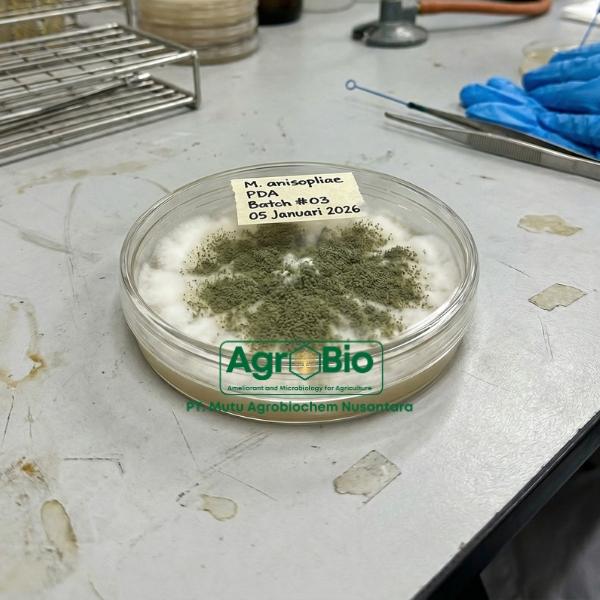 jamur metarizium anisopliae