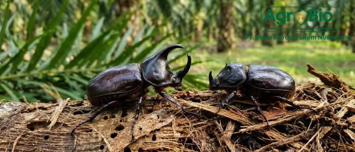 kumbang tanduk oryctes rhinoceros