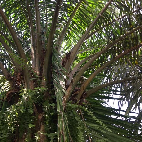 pelepah rusak karena serangan oryctes