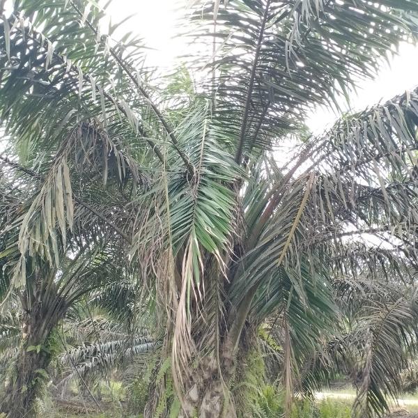 sawit tm terserang oryctes