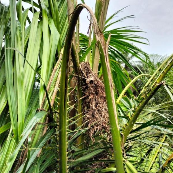 efek serangan kumbang tanduk oryctes